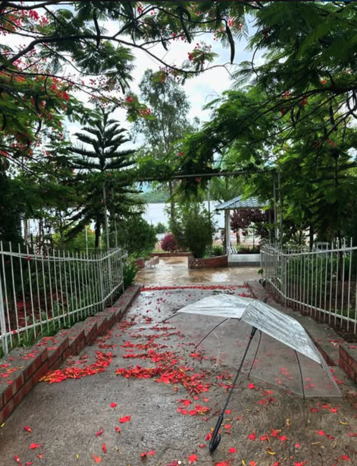 Garden walkway with red petals and umbrella in monsoon
